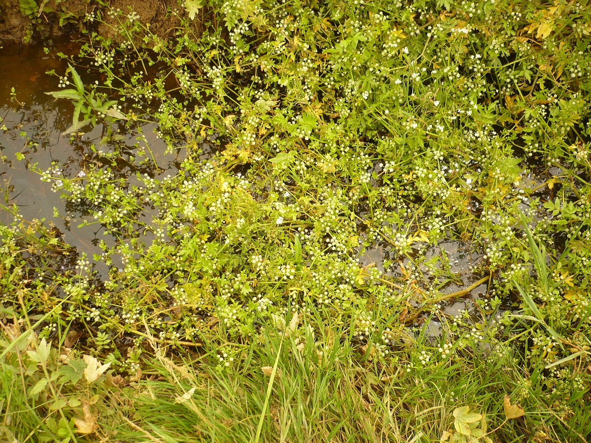 Helosciadium nodiflorum (Apiaceae)